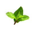 Green mint leaves on a white background