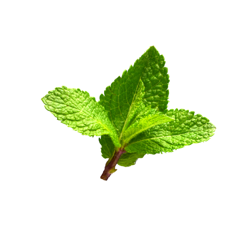 Green mint leaves on a white background