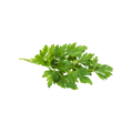 Fresh green parsley leaves on a white background