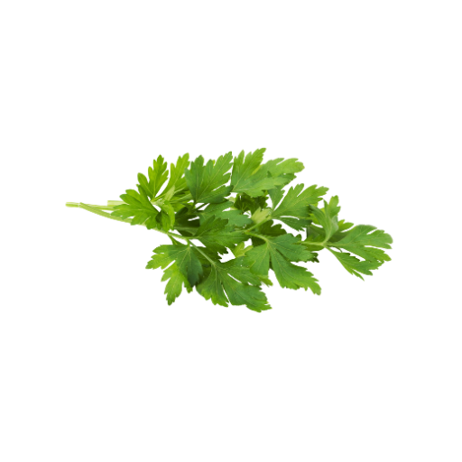Fresh green parsley leaves on a white background