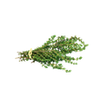Bunch of fresh thyme on a white background