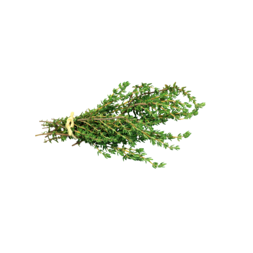 Bunch of fresh thyme on a white background